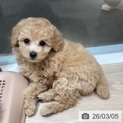 岡山県のトイプードル(トイ) (ペットプラス 岡山店/2025年12月31日生まれ/女の子/クリーム)の子犬の3枚目の画像