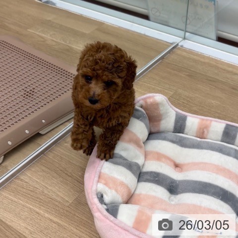 トイ・プードルの写真