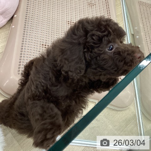 トイ・プードルの写真