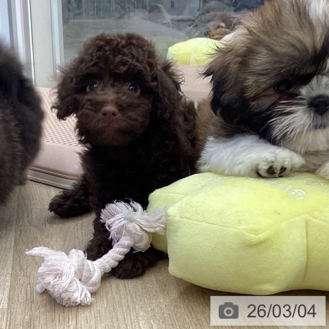 トイ・プードルの写真