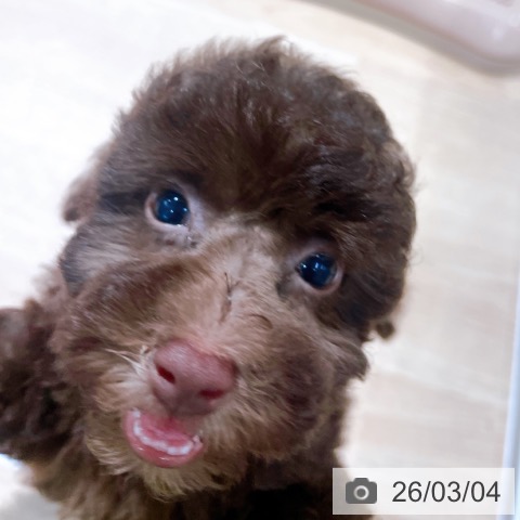 トイ・プードルの写真