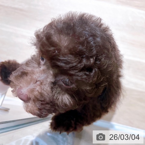 トイ・プードルの写真