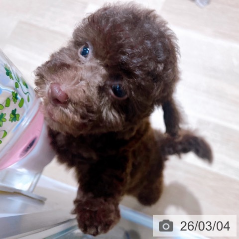 トイ・プードルの写真