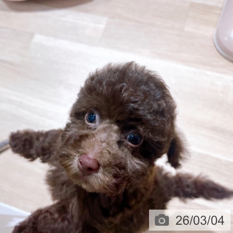 トイ・プードルの写真