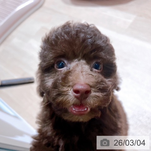 トイ・プードルの写真