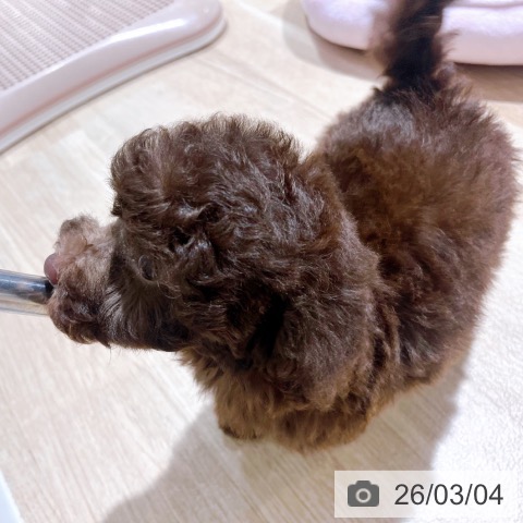 トイ・プードルの写真