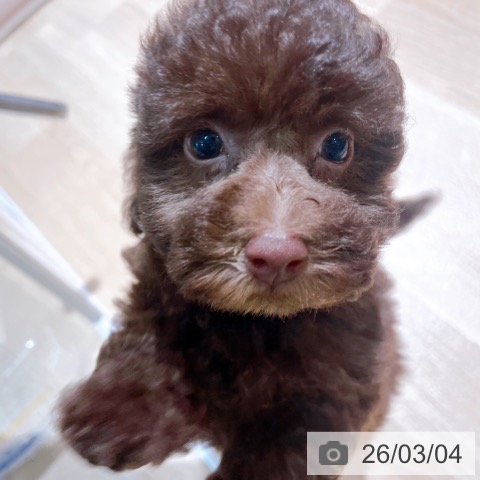 トイ・プードルの写真