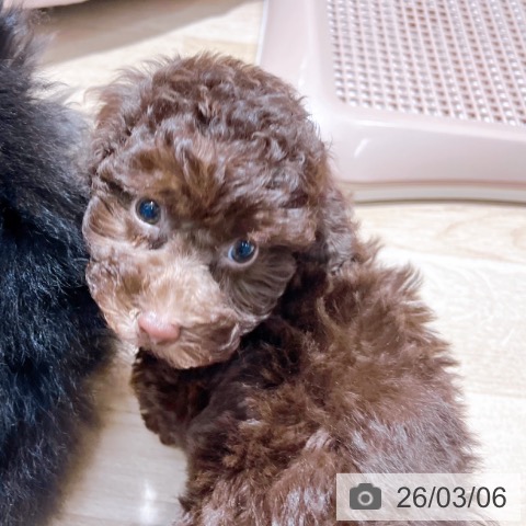 トイ・プードルの写真