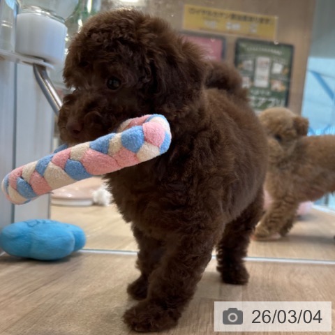 トイ・プードルの写真