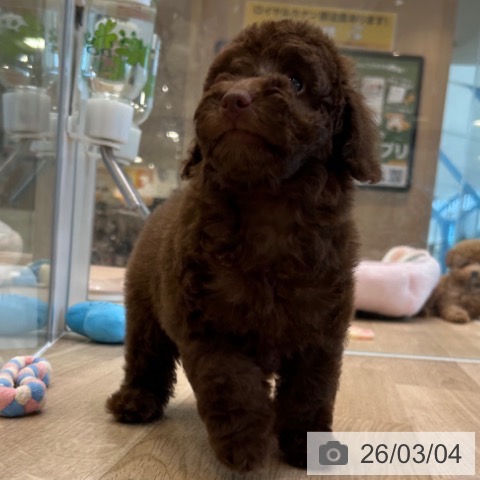 トイ・プードルの写真