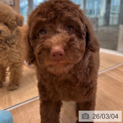 トイ・プードルの写真