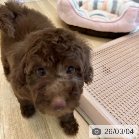 トイ・プードルの写真