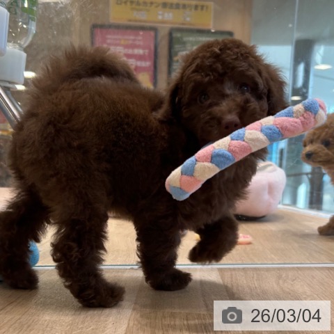 トイ・プードルの写真