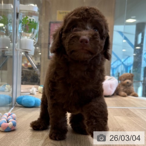 トイ・プードルの写真