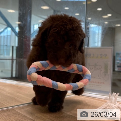 トイ・プードルの写真