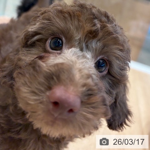 トイ・プードルの写真