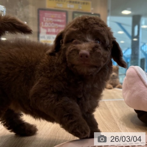 トイ・プードルの写真