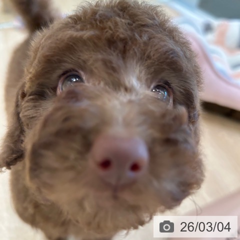 トイ・プードルの写真