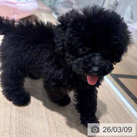兵庫県のトイプードル(トイ) (ペットプラス 神戸三宮店/2025年12月26日生まれ/女の子/ブラック)の子犬の3枚目の画像