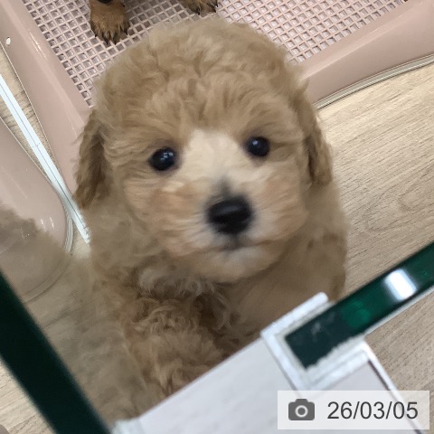 トイ・プードルの写真