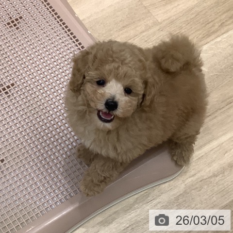 トイ・プードルの写真