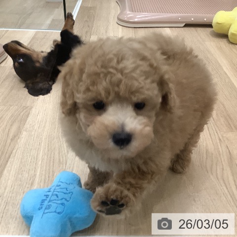 トイ・プードルの写真