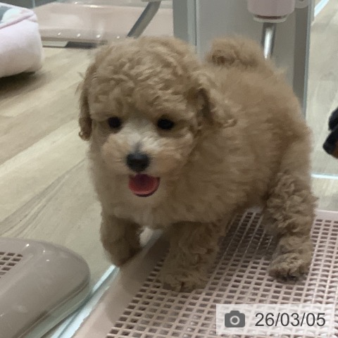 トイ・プードルの写真