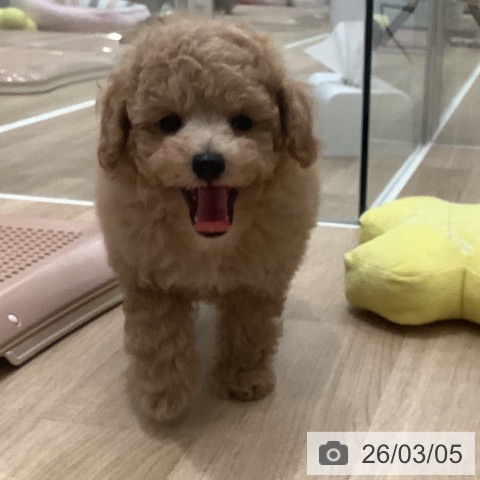 トイ・プードルの写真