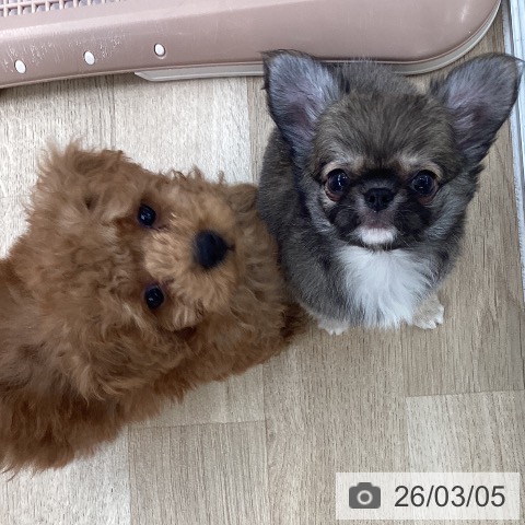 愛媛県のチワワ(ロング) (ペットプラス 新居浜店/2025年12月28日生まれ/男の子/セーブル)の子犬の4枚目の画像