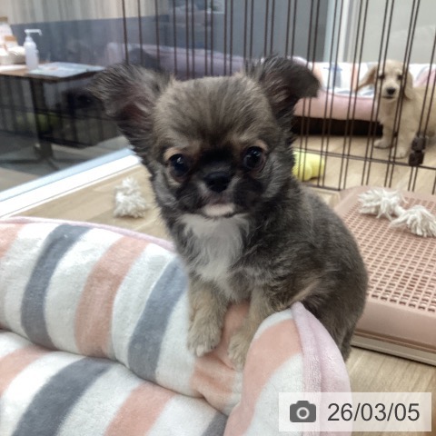 愛媛県のチワワ(ロング) (ペットプラス 新居浜店/2025年12月28日生まれ/男の子/セーブル)の子犬の3枚目の画像