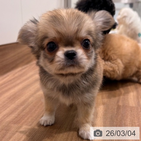 岡山県のチワワ(ロング) (ペッツワン 岡山南店/2025年12月28日生まれ/男の子/レッド)の子犬の3枚目の画像