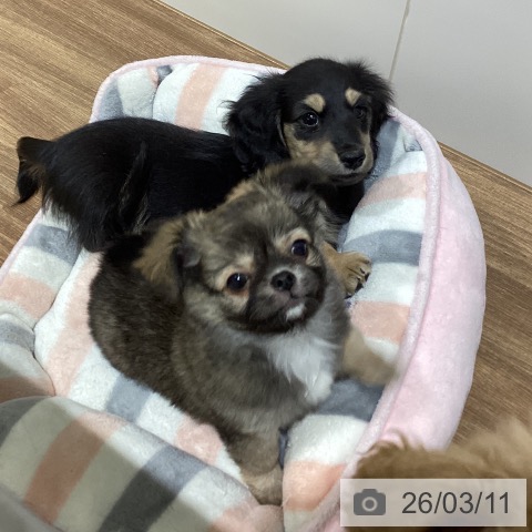 鳥取県のチワワ(ロング) (ペッツワン 日吉津店/2025年12月29日生まれ/男の子/セーブル)の子犬の4枚目の画像