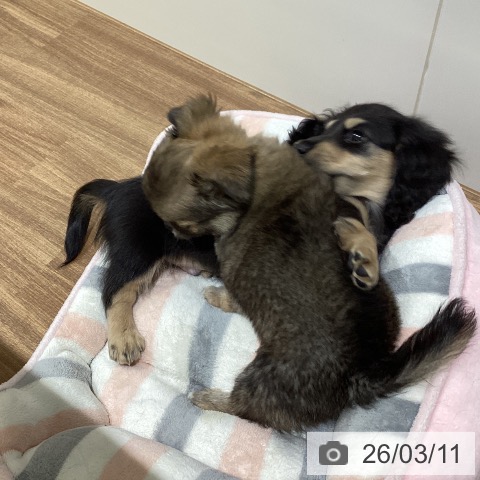 鳥取県のチワワ(ロング) (ペッツワン 日吉津店/2025年12月29日生まれ/男の子/セーブル)の子犬の3枚目の画像