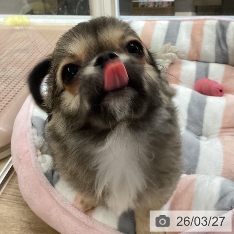 愛媛県のチワワ(ロング) (ペットプラス 新居浜店/2025年12月29日生まれ/男の子/セーブル)の子犬の4枚目の画像