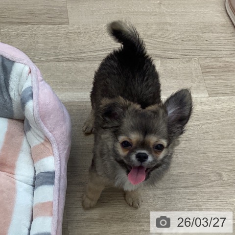 愛媛県のチワワ(ロング) (ペットプラス 新居浜店/2025年12月29日生まれ/男の子/セーブル)の子犬の3枚目の画像