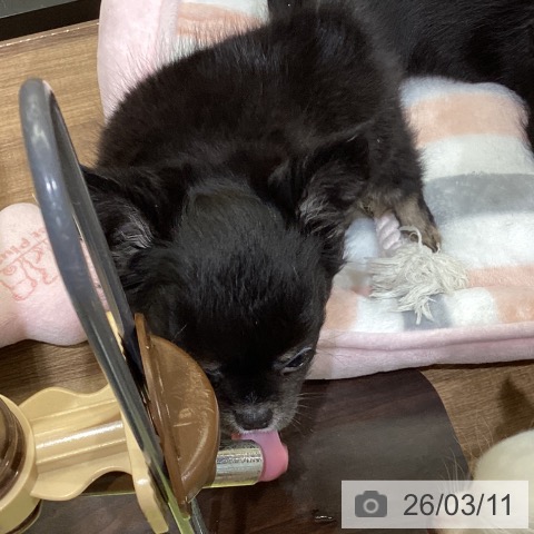 鳥取県のチワワ(ロング) (ペッツワン 日吉津店/2025年12月29日生まれ/女の子/ブラックタン)の子犬の4枚目の画像