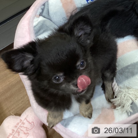 鳥取県のチワワ(ロング) (ペッツワン 日吉津店/2025年12月29日生まれ/女の子/ブラックタン)の子犬の3枚目の画像