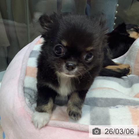 岡山県のチワワ(ロング) (ペットプラス 岡山店/2025年12月29日生まれ/女の子/ブラックタン)の子犬の4枚目の画像