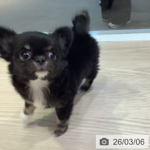 岡山県のチワワ(ロング) (ペットプラス 岡山店/2025年12月29日生まれ/女の子/ブラックタン)の子犬の3枚目の画像