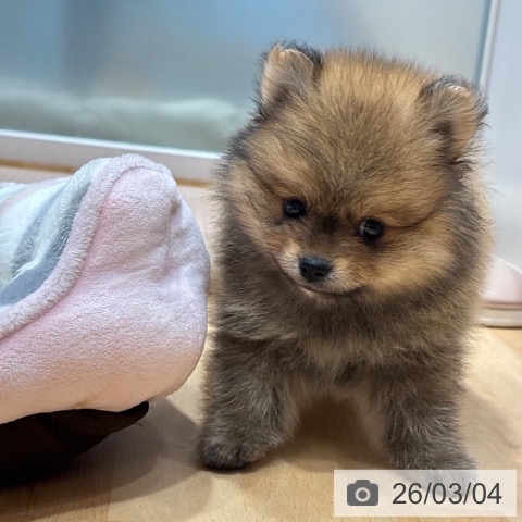 ポメラニアンの写真