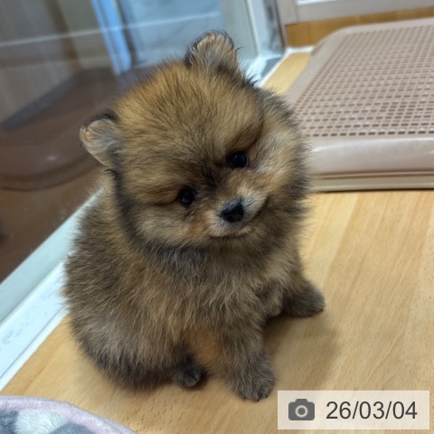 ポメラニアンの写真
