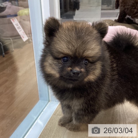 ポメラニアンの写真