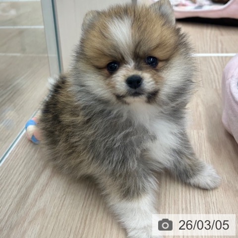 京都府のポメラニアン (ペットプラス 京都桂川店/2026年1月2日生まれ/女の子/パーティーカラー)の子犬の3枚目の画像