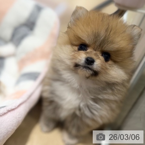 ポメラニアンの写真