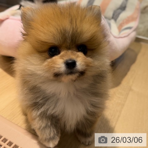 ポメラニアンの写真