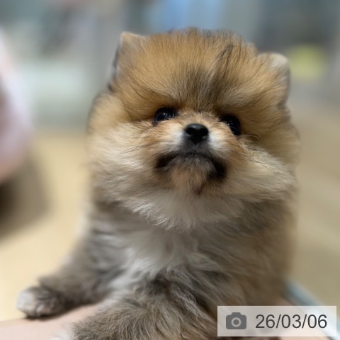 ポメラニアンの写真