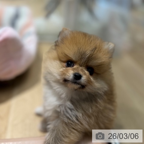 ポメラニアンの写真