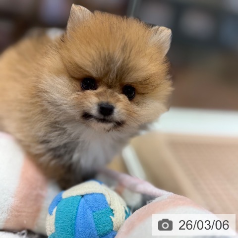 ポメラニアンの写真