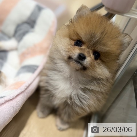 ポメラニアンの写真