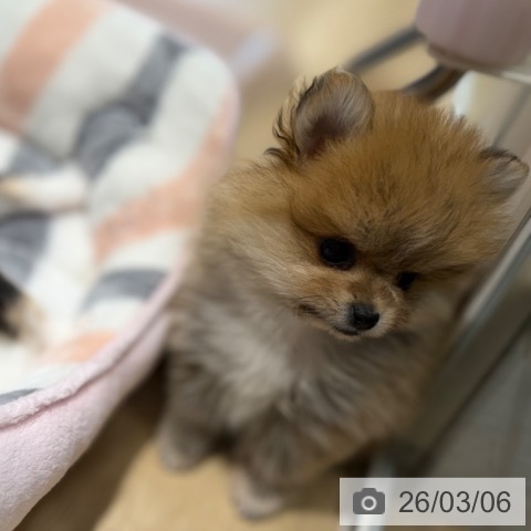 ポメラニアンの写真